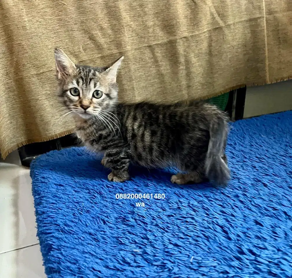 kucing munchkin