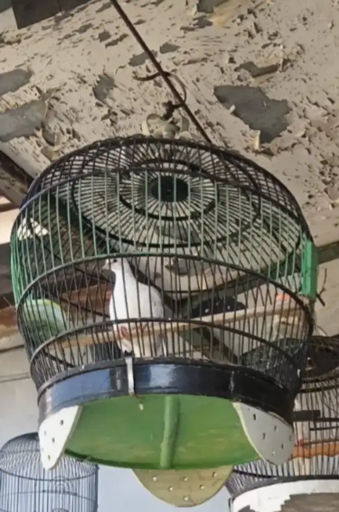 Burung tekukur Leo Silver jantan kuk ( 1 ekor )