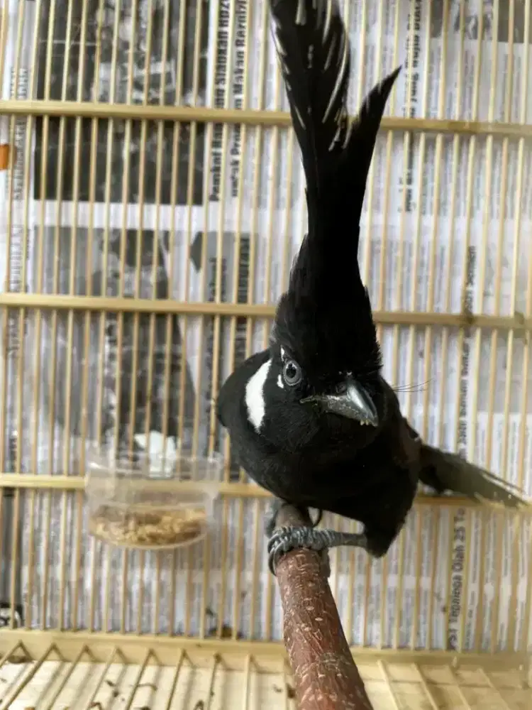 LilinHitam MH mulus