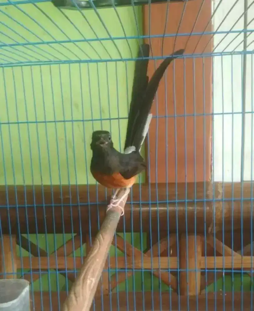 Murai batu betina klawu ekor 18cm siapan
