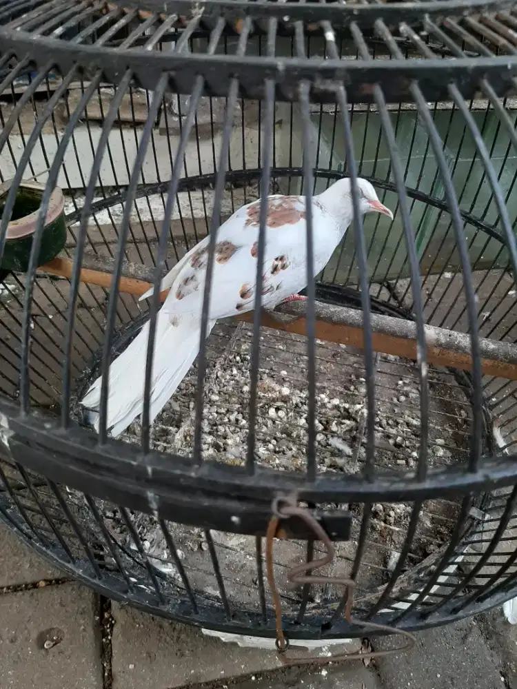 Jual burung Tekukur Blackspot Jantan kuk 1