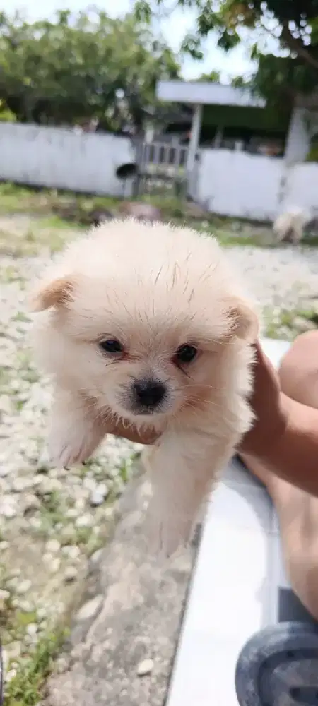 Anakan mini pomerian