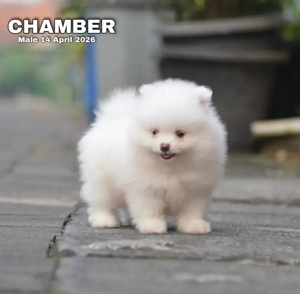 Minipom white jantan •CHAMBER•