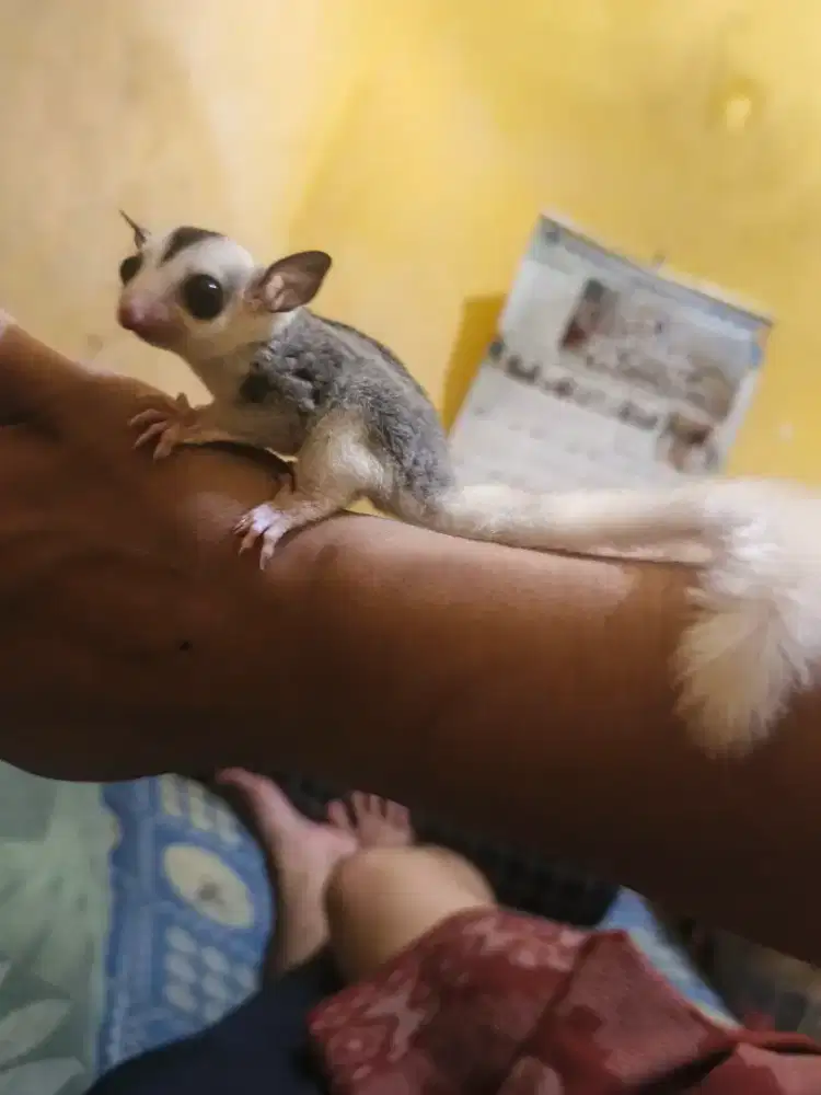 Sugar Glider Jenis Mozaik, Umur 1bulan