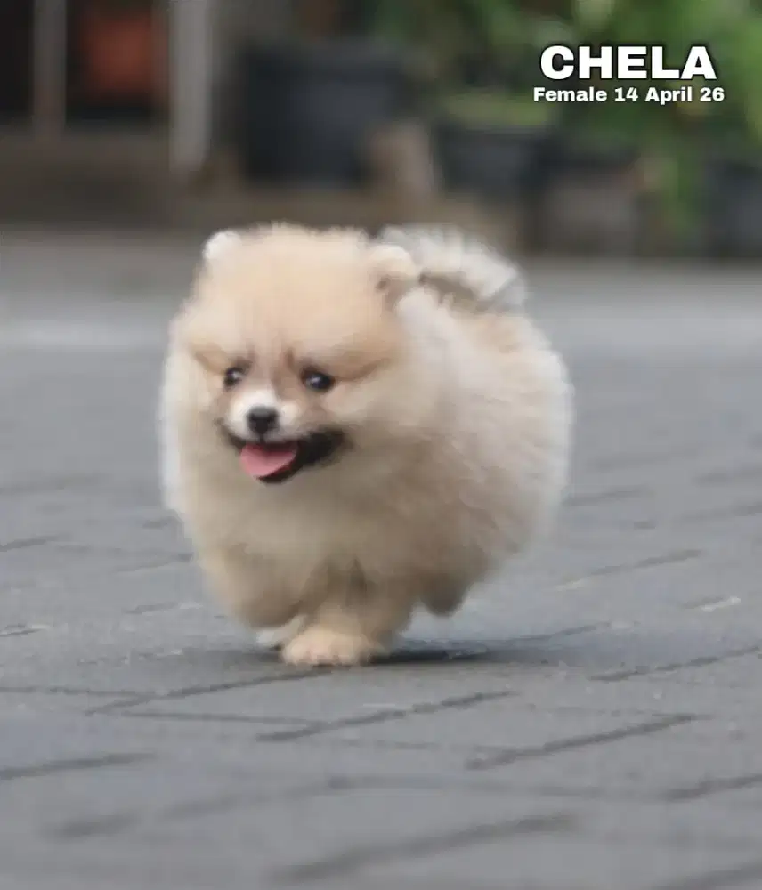 Minipom coklat betina •CHELA•