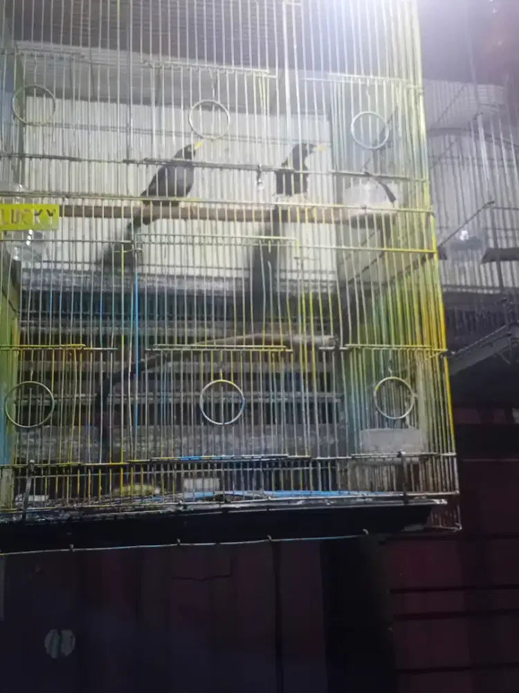 Jalak kebo sepasang rajin bunyi