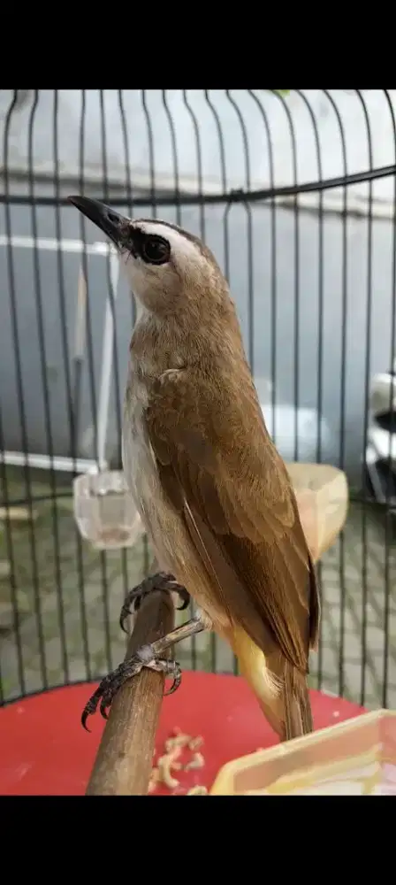BURUNG CRUKCUK ROPEL GARUDA GACORDOR