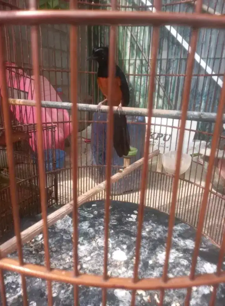 Murai batu nias ekor hitam pe18cm gacor