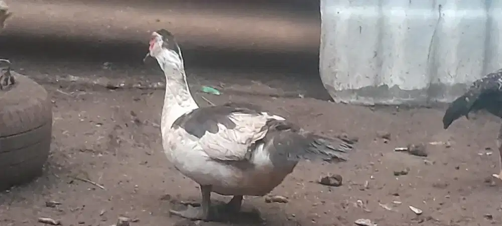 Entog rambon sepasang