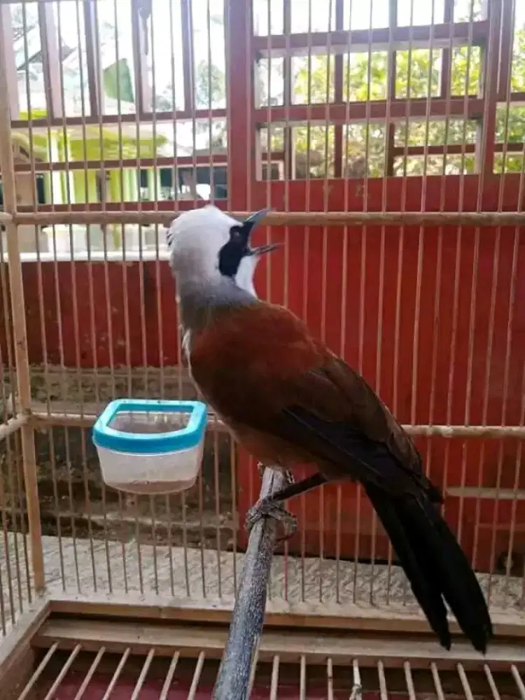 Poksay thailand mulus rawatan