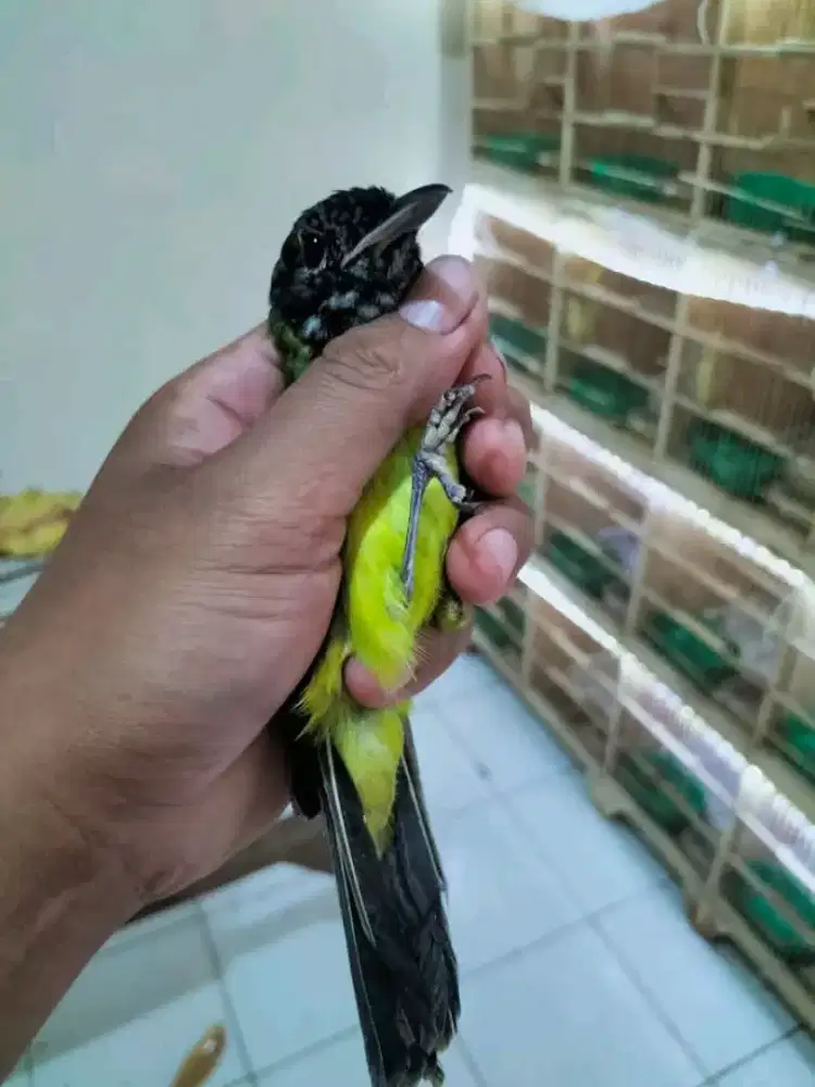 Samyong MH jantan mulus