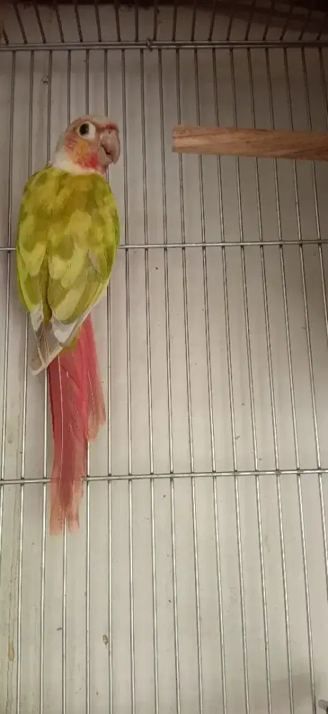 Burung conure Pineapple Redfaktor Pied