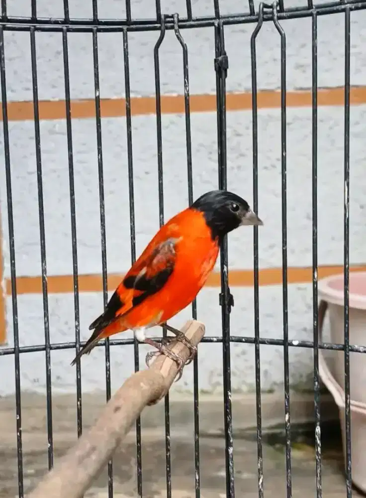 Redsiskin jantan gacor