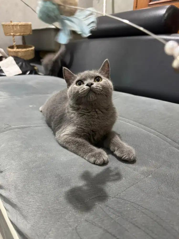 Kucing British ShortHair Betina Usia 4bln Pure Kucing BSH Betina Sehat