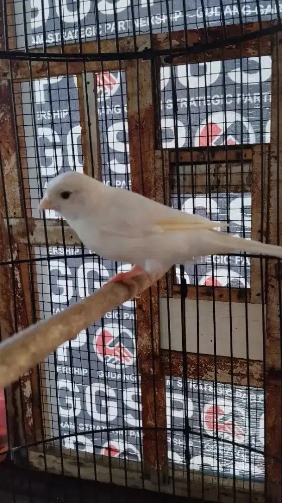 Kenari betina jebolan