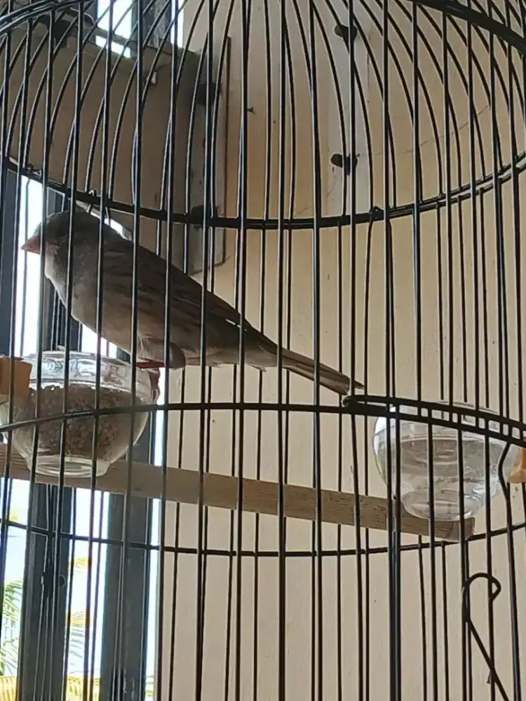 Burung kenari murah