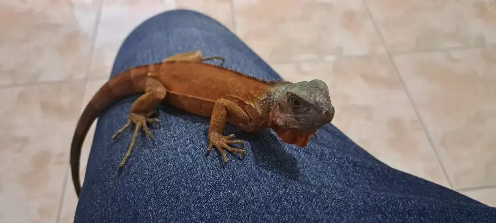 Iguana Super Red Juvenile 40 cm