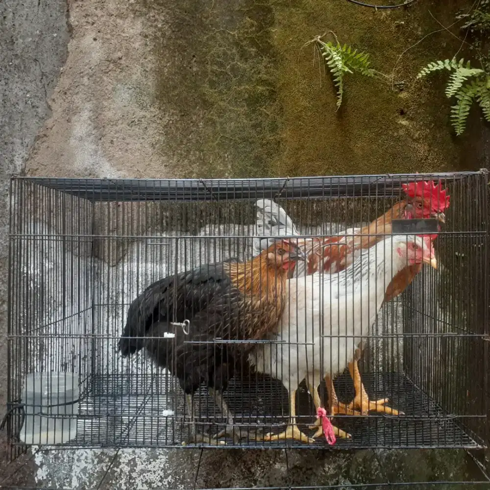 3 Ayam kampung super