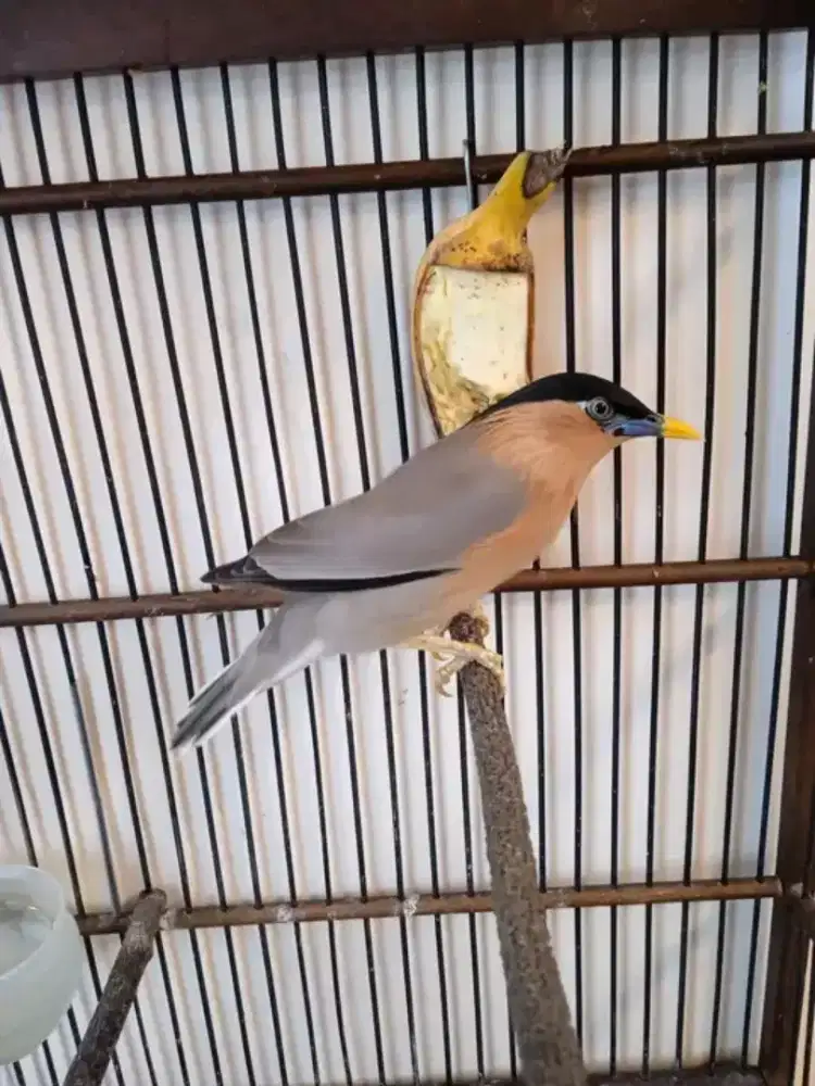 Jalak brahmana mulus rawatan