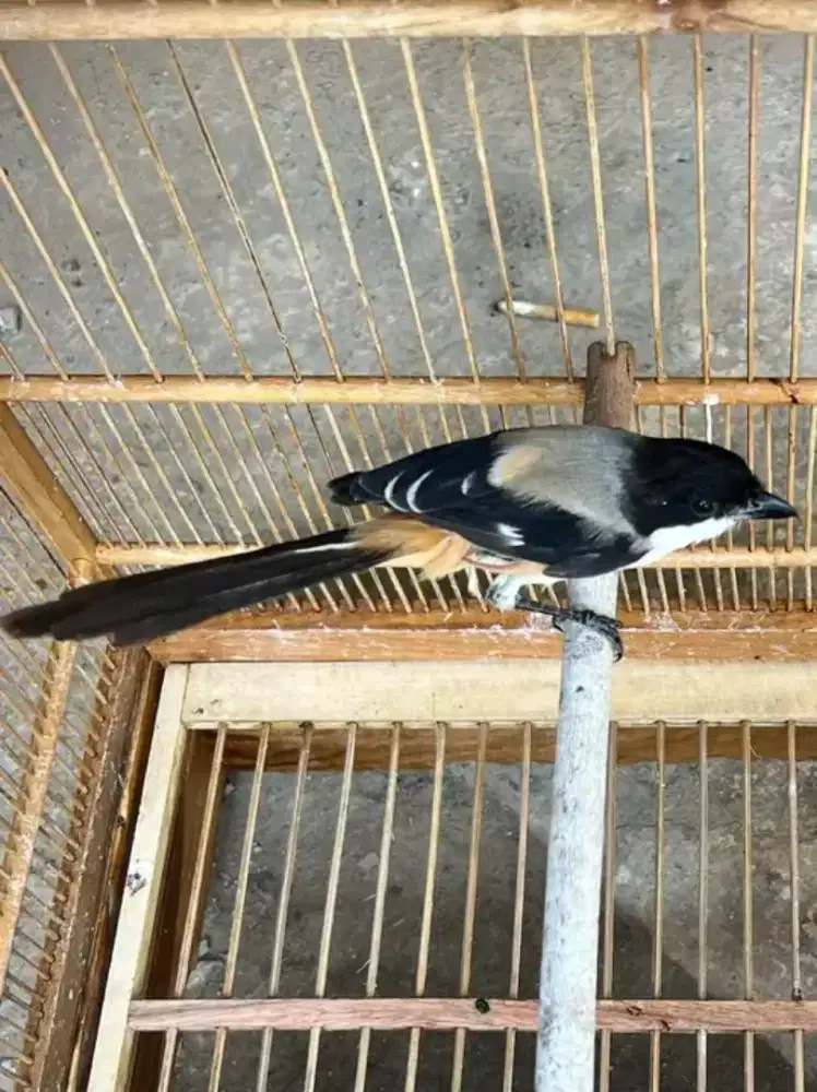 Cendet madura MH rawatan mulus