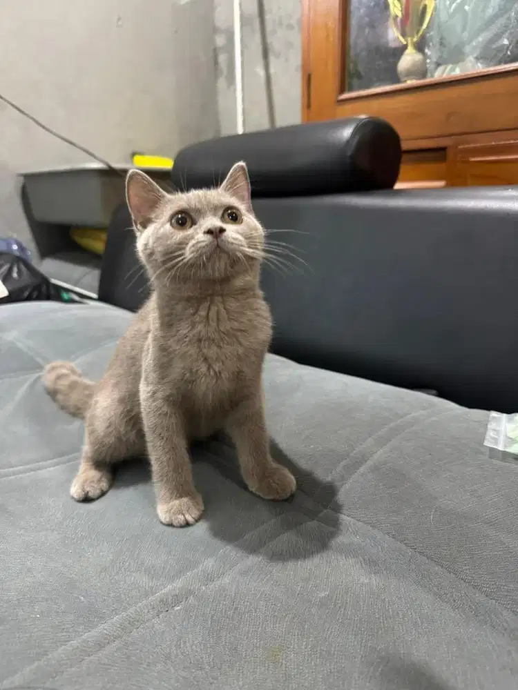 Kucing British Shorthair Jantan Lilac Usia 4bln Pure Kucing BSH Sehat