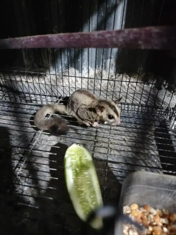 SUGAR GLIDER CLASSIC GREY