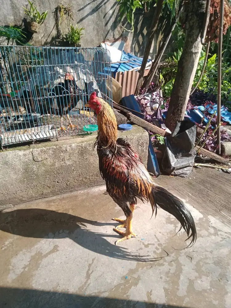 Ayam Siam Siap Dirawat