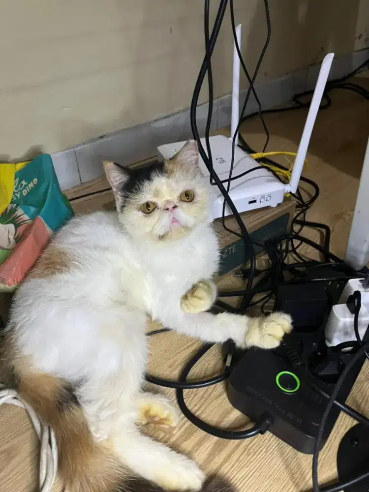 Kucing betina peaknose exotic short hair