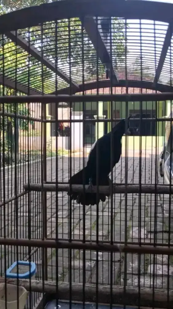 Kacer wulung full hitam gacor