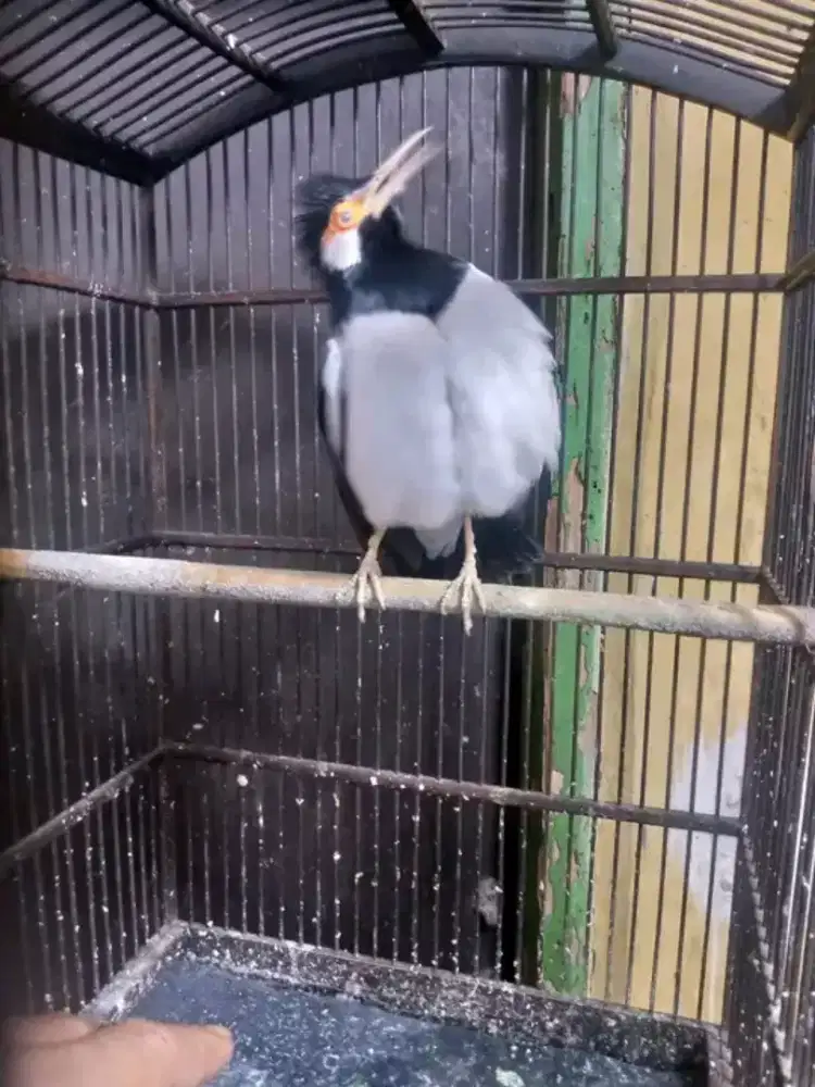 Jalak suren gacor