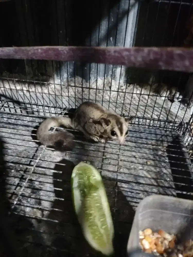 Sugar Glider Classic Grey