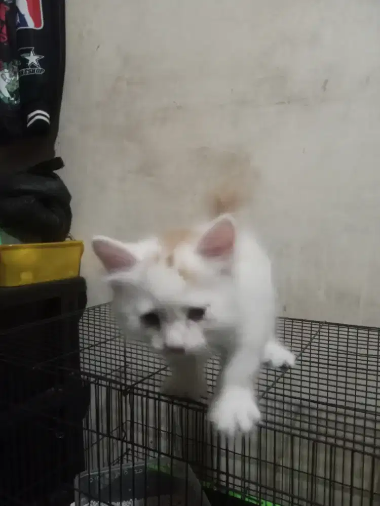 Kitten Persia bulu kapas