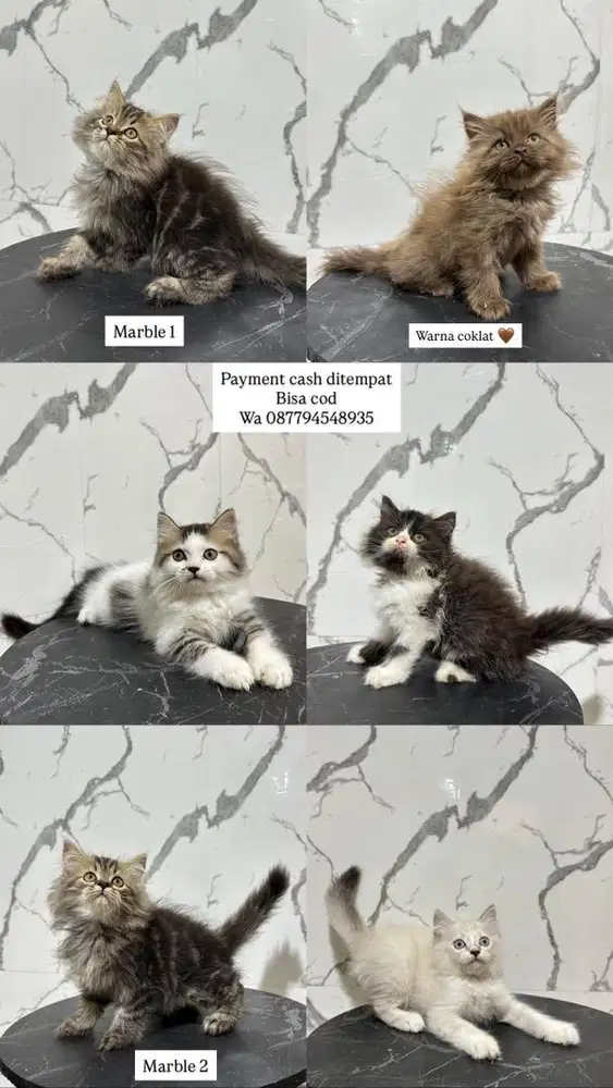 Kucing persia dan midol