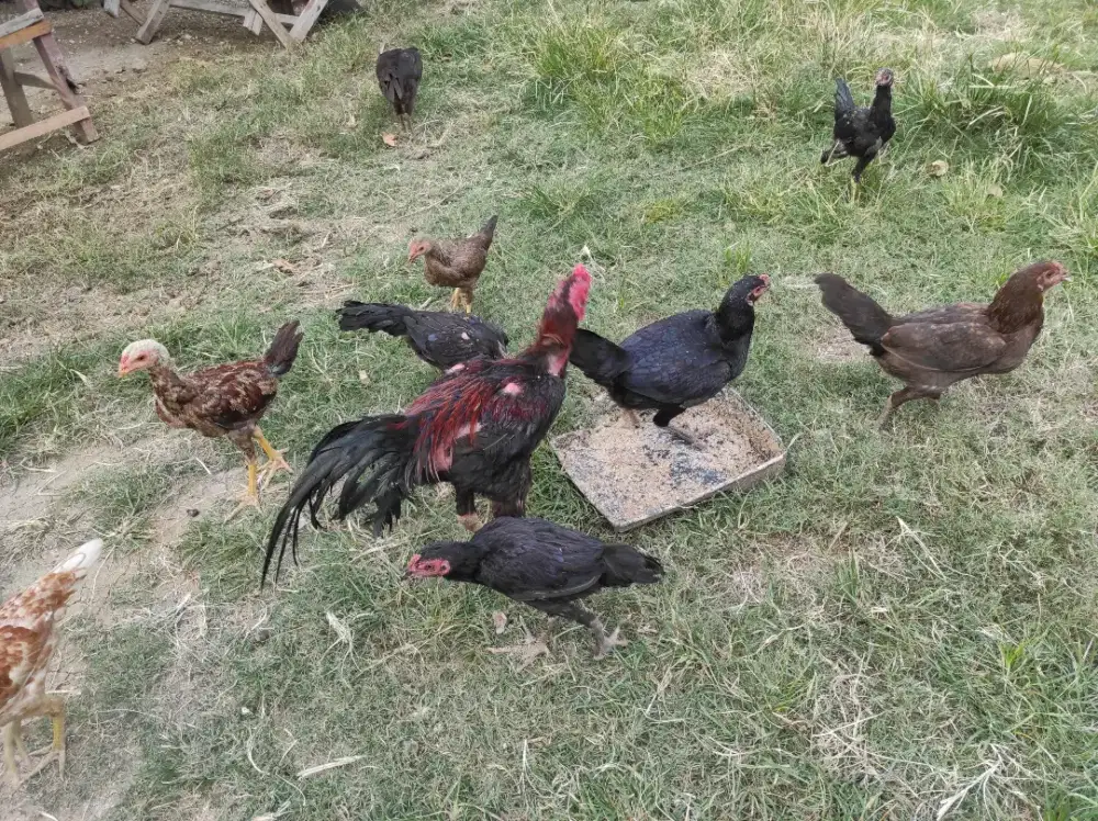 Ayam pakhoy mix magon