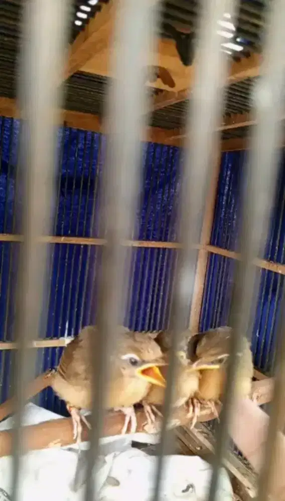 Anakan wambi ternakan lokal usia 4bln