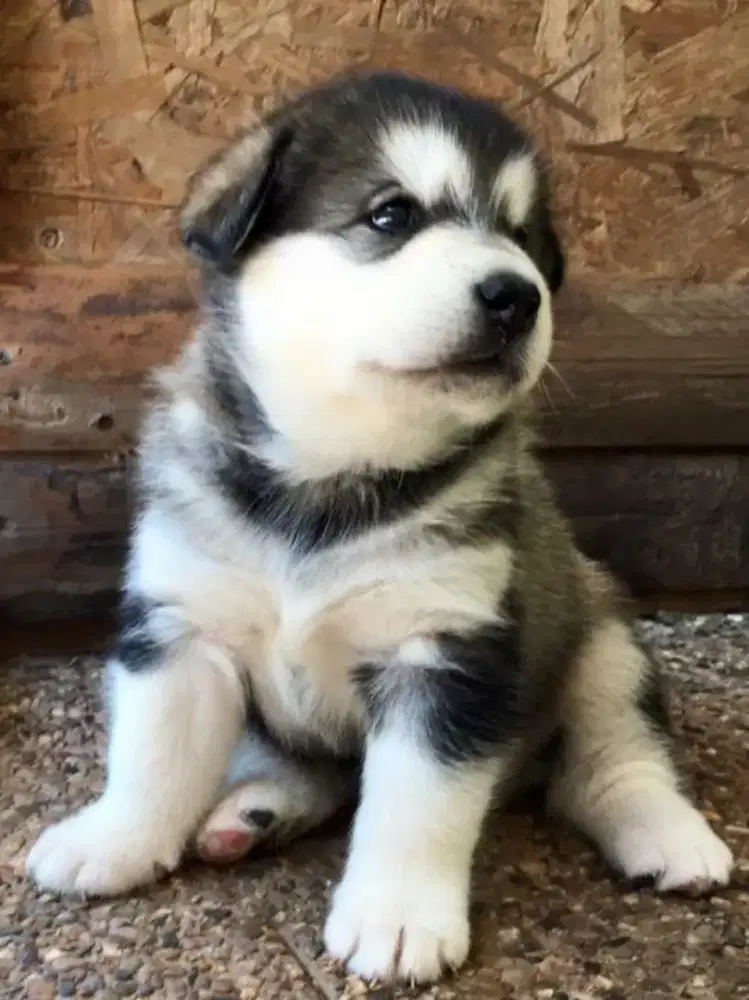 Open adopsi Alaskan Malamute