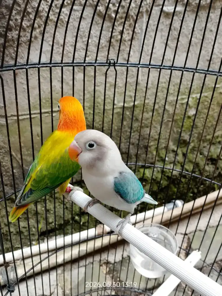 Lovebird Biola balibu