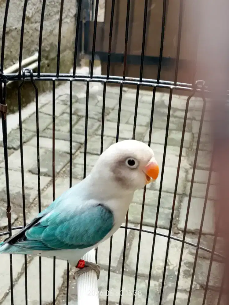 Lovebird Biola Balibu