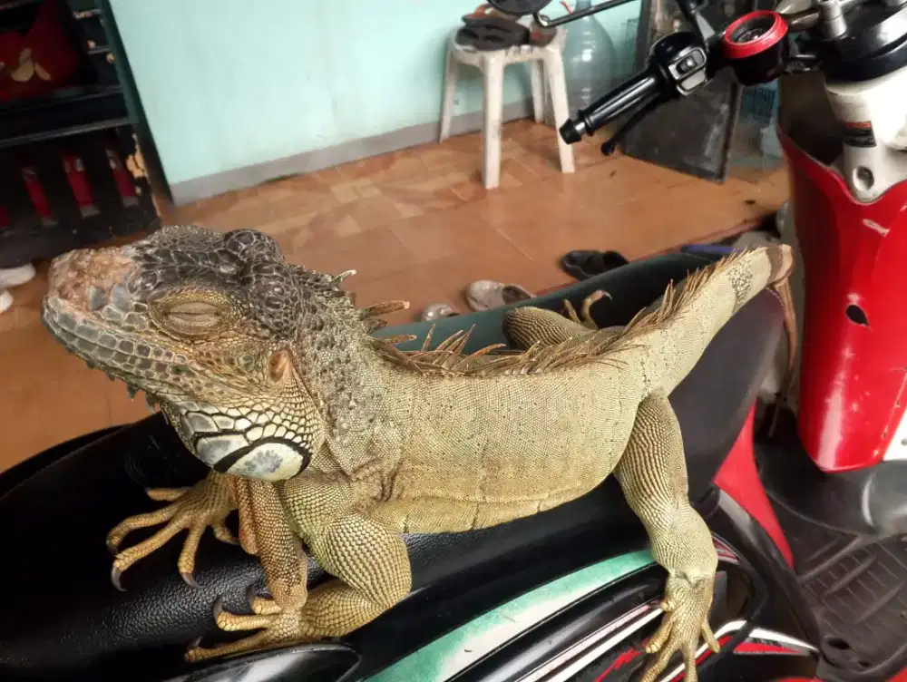 iguana jumbo kece
