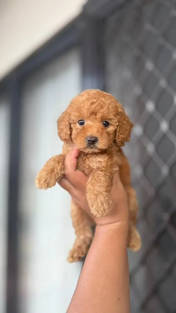 Red toy Poodle jantan betina