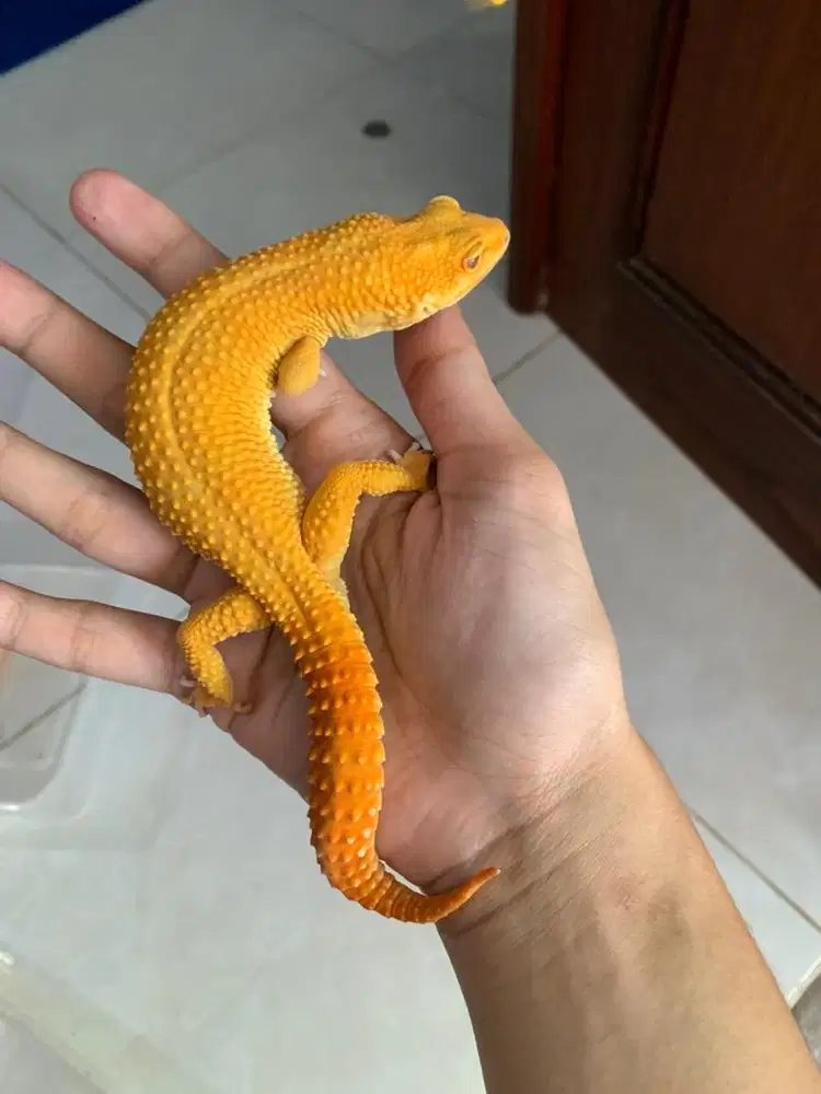 Kadal Leopard Gecko Morp Sunglow Jantan