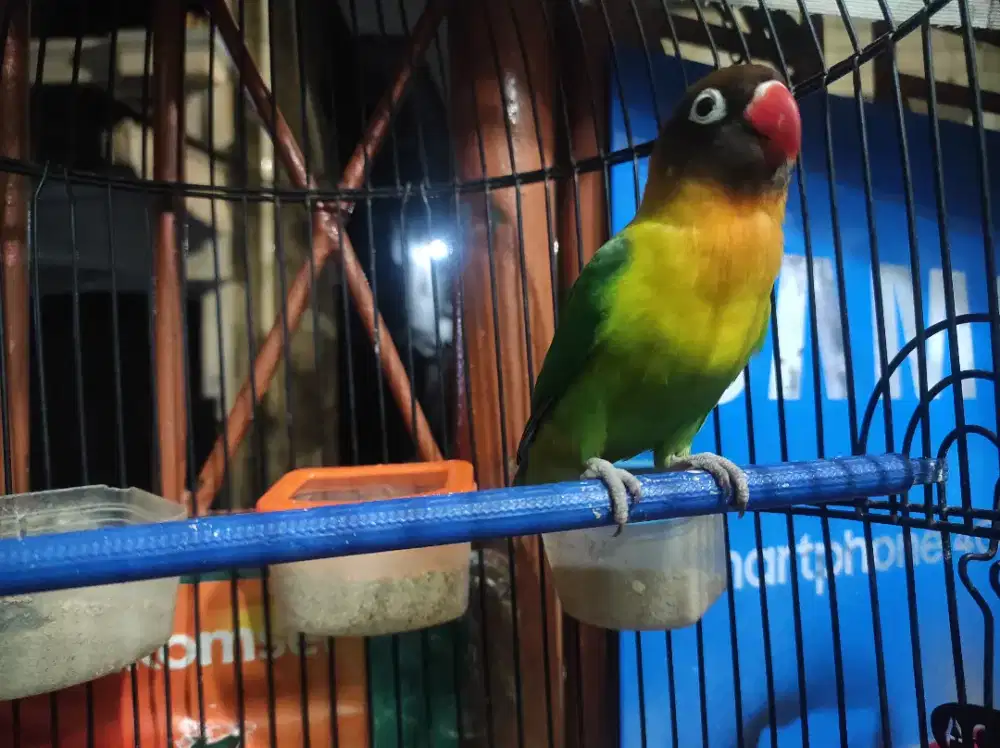 LOVEBIRD HIJAU DAKORI