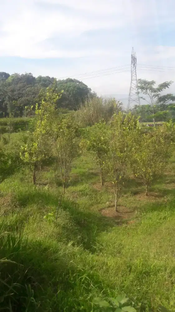 Dicari ART pulang pergi