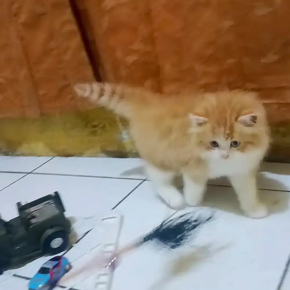 Kucing Persia Medium Jantan