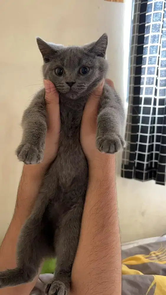 Open adopt BSH pure