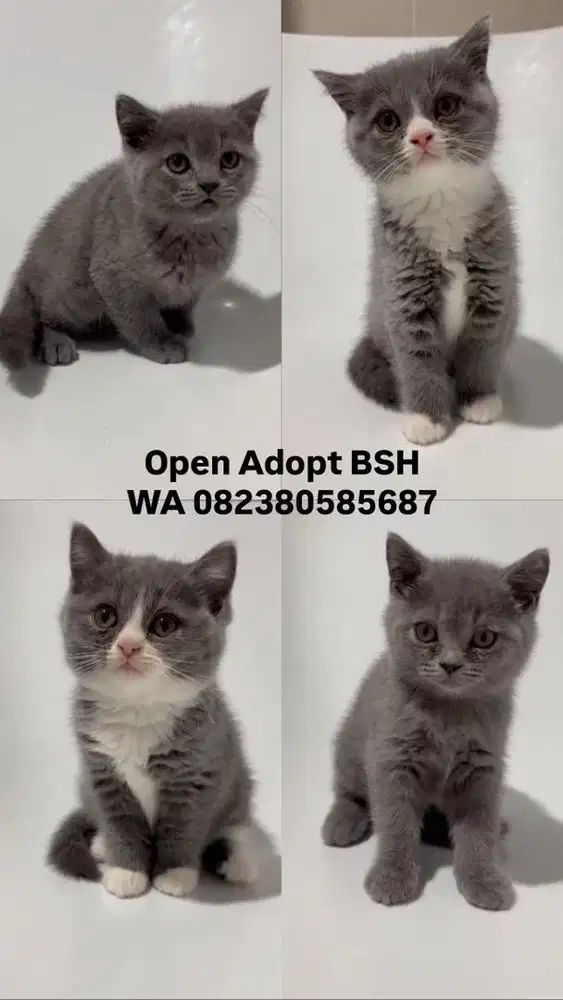 Open adopt BSH 3 bulan