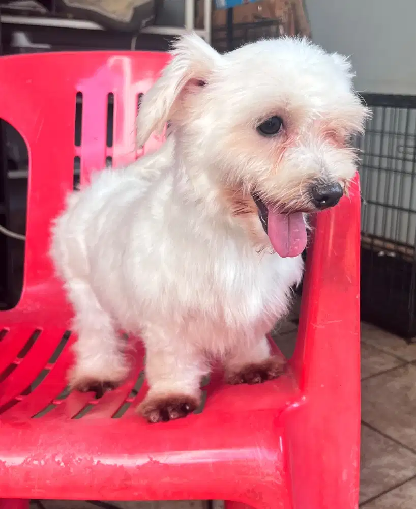 Indukan Maltese