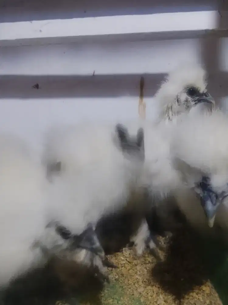 Ayam silkie ankan