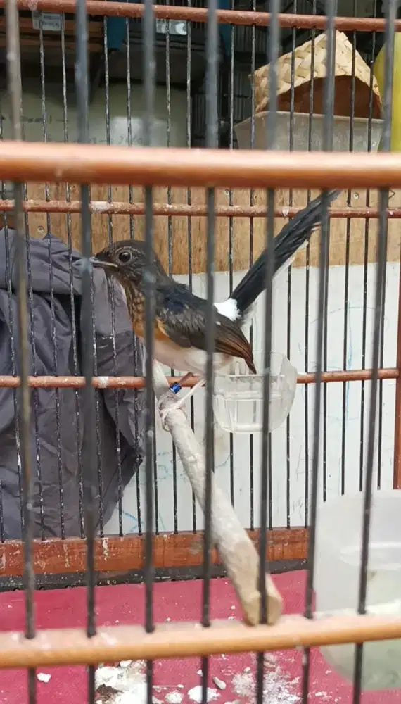 Trotolan Murai Batu Trah Ekor Panjang