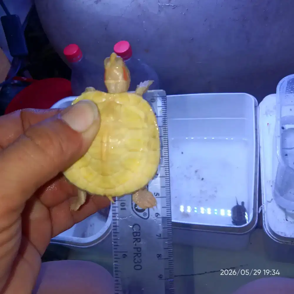 Kura kura Brazil albino